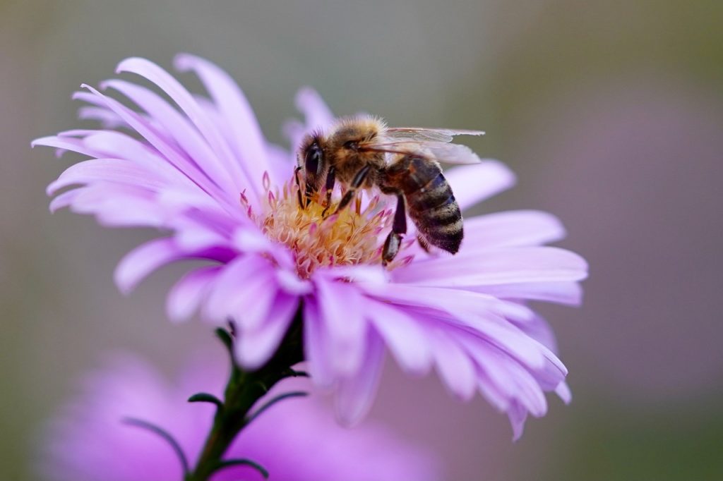 bee-insect-flower-5618012 bee, insect, flower-5618012.jpg