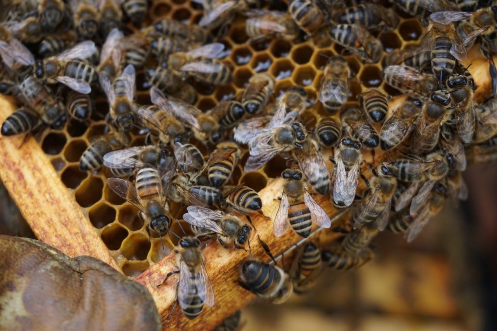 bees-beekeeping-beehive-5736108 bees, beekeeping, beehive-5736108.jpg