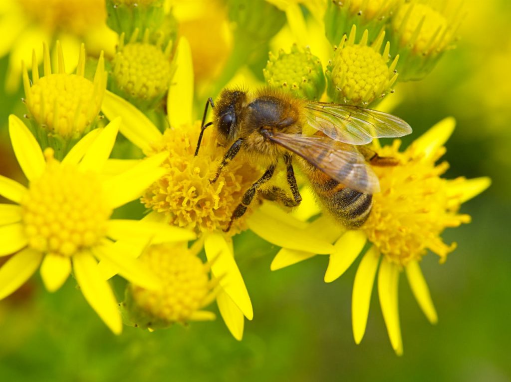 Hoverfly covered in pollen.