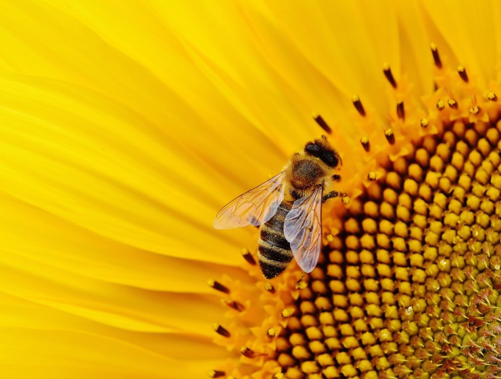 sunflower-bee-macro-1643794 sunflower, bee, macro-1643794.jpg